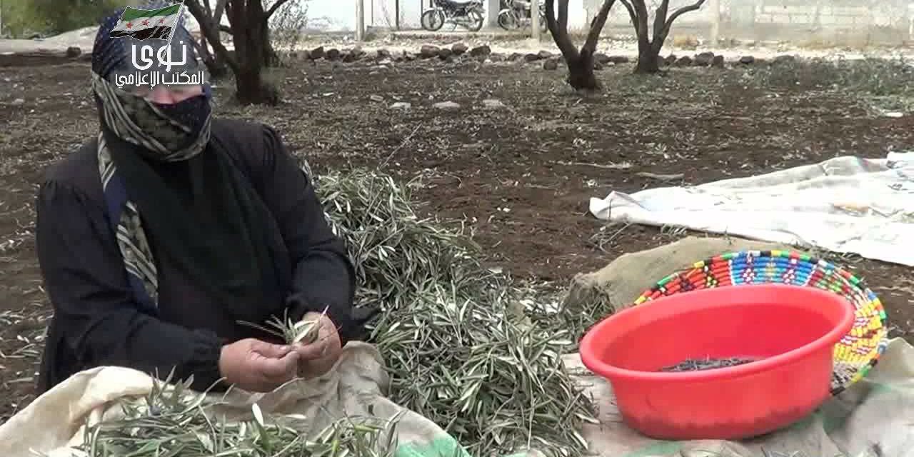Syria Spotlight: From Idlib to Dar’aa, Syrians Risk Their Lives To Harvest Olives Amid Regime Shelling