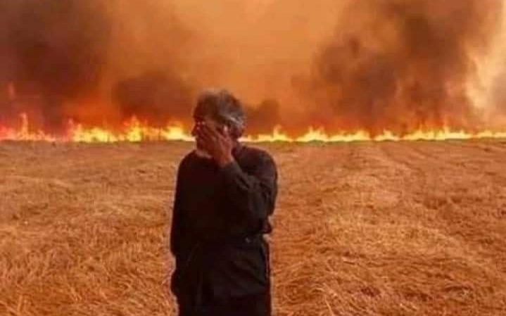 Assad Regime Executes 24 Over Forest Fires in Western Syria