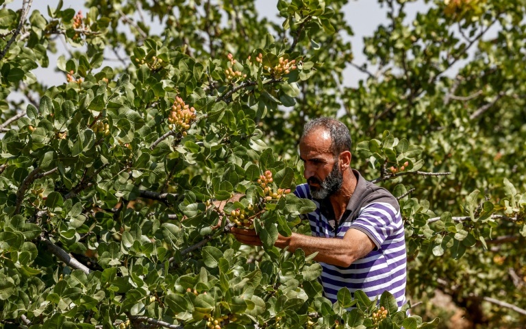 Assad Regime Seizes Land of Displaced Farmers